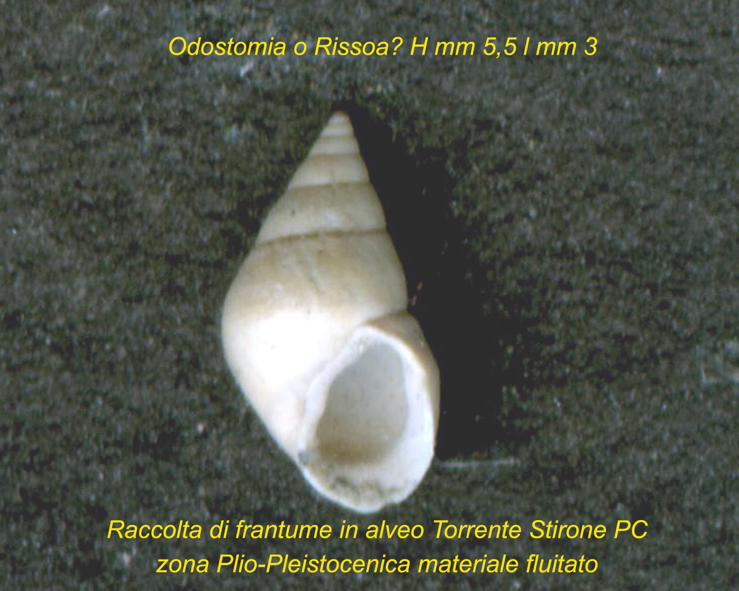 Odostomia o Rissoa?